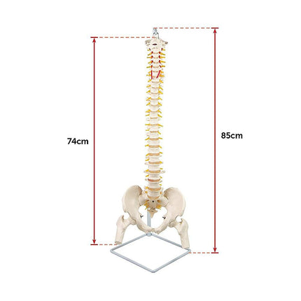 Life Size Flexible Spine Pelvis & Femur Model – Anatomical Skeleton Display.