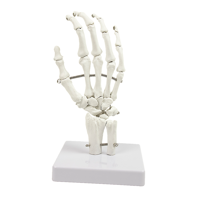 Hand Joint Anatomical Skeleton Model Human Anatomy Study Tool.