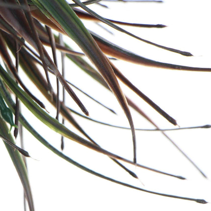 Artificial Brown Tipped Grass Plant UV Resistant 35cm.