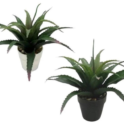 Set 2 Aloe Vera Plant In Plastic Pot 7x25cm.