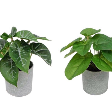 Set 2 Artificial Syngonium & Pilea In Plastic Pot 7x17cm.