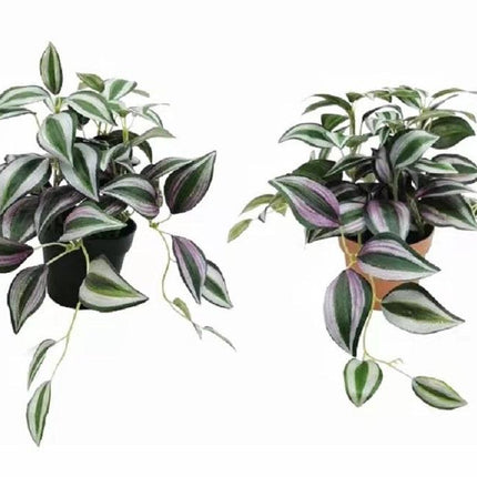 Set 2 Artificial Inch Plant in Pot Assorted 23cm.