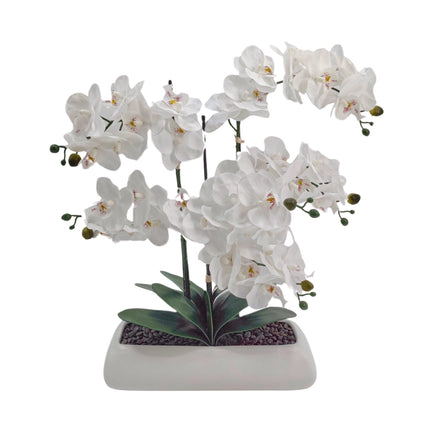 White Orchid In Rectangle Ceramic Pot 56x61cm.