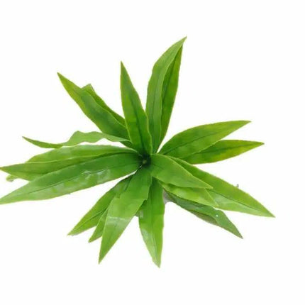 Aloe Vera Stem UV Resistant 20cm.