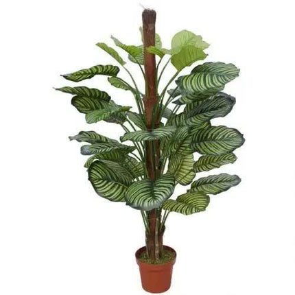 Pond Leaf Plant 110cm.