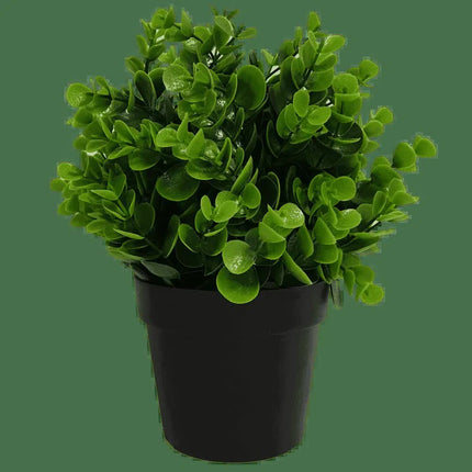 Small Potted Artificial Peperomia Plant UV Resistant 20cm.