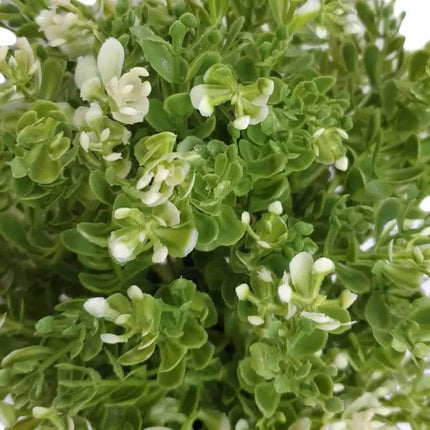 Home & Garden Cartoz.
