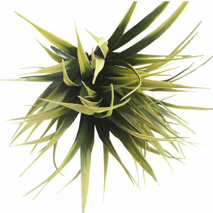 Yellow Tipped Grass Stem UV Resistant 35cm.