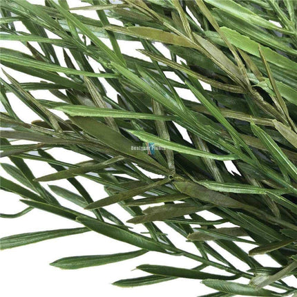 Native Tea Tree Stem UV Resistant 45cm.