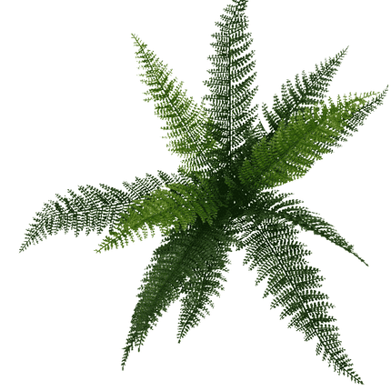 Dense Fern Stem 45cm.