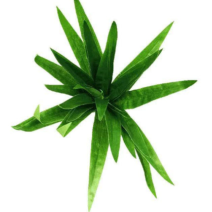 Aloe Vera Stem 30cm.