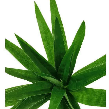 Aloe Vera Stem 30cm.