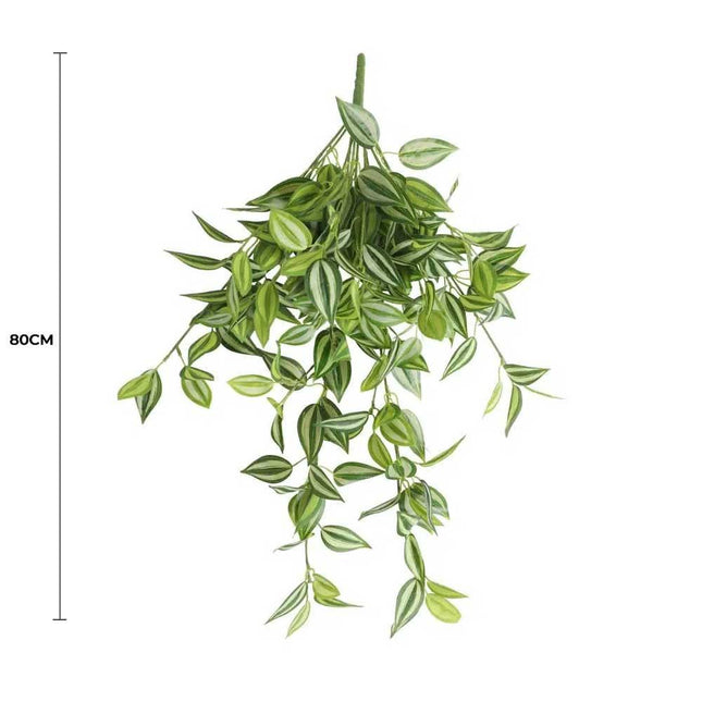Mixed White and Green Hanging Philodendron Bush 80cm.