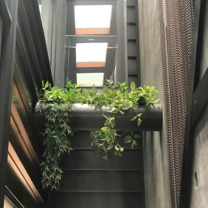 Mixed White and Green Hanging Philodendron Bush 80cm.