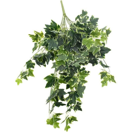 Mixed Green and White Tipped Ivy Bush 100cm.