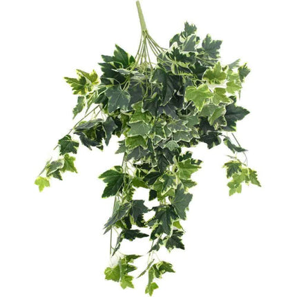 Mixed Green and White Tipped Ivy Bush 100cm.