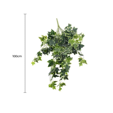 Mixed Green and White Tipped Ivy Bush 100cm.