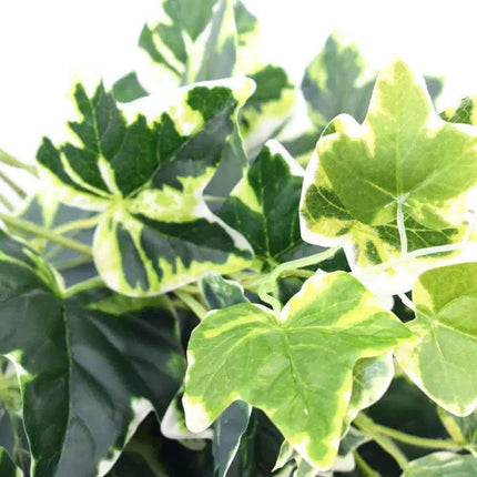 Mixed Green and White Tipped Ivy Bush 100cm.