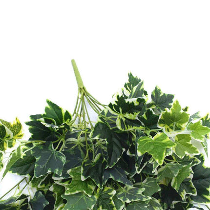 Mixed Green and White Tipped Ivy Bush 100cm.
