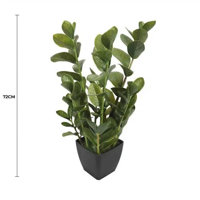 72cm Potted Multi Stem Zanzibar.