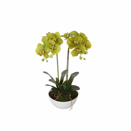 Two Stem Butterfly Artificial Orchid Cream 50cm.