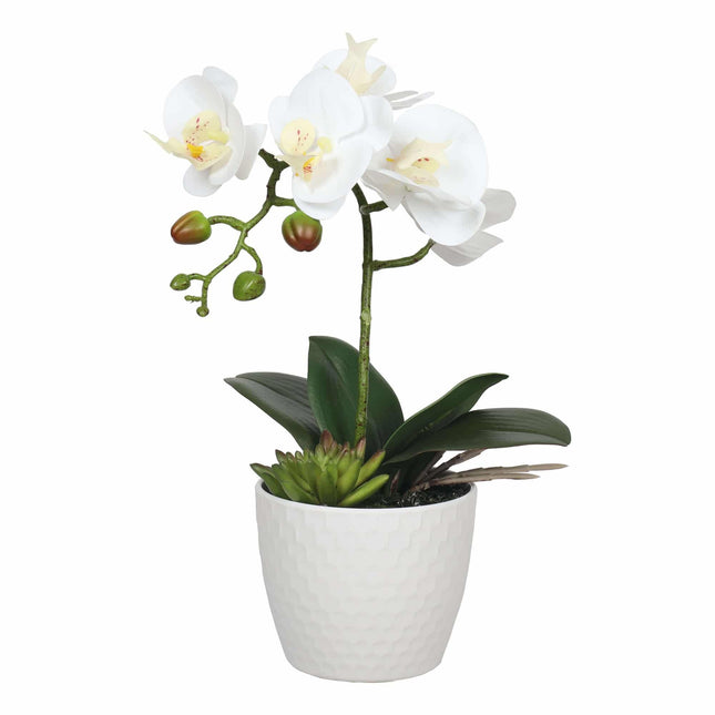 Potted Single Stem White Phalaenopsis Orchid with Decorative Pot 35cm.