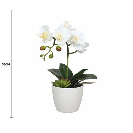 Potted Single Stem White Phalaenopsis Orchid with Decorative Pot 35cm.