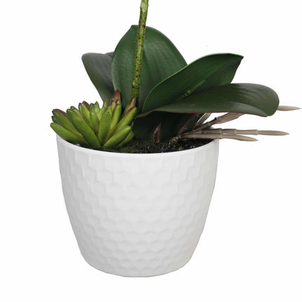 Potted Single Stem White Phalaenopsis Orchid with Decorative Pot 35cm.