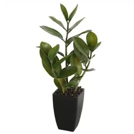 Potted Zanzibar 46cm.
