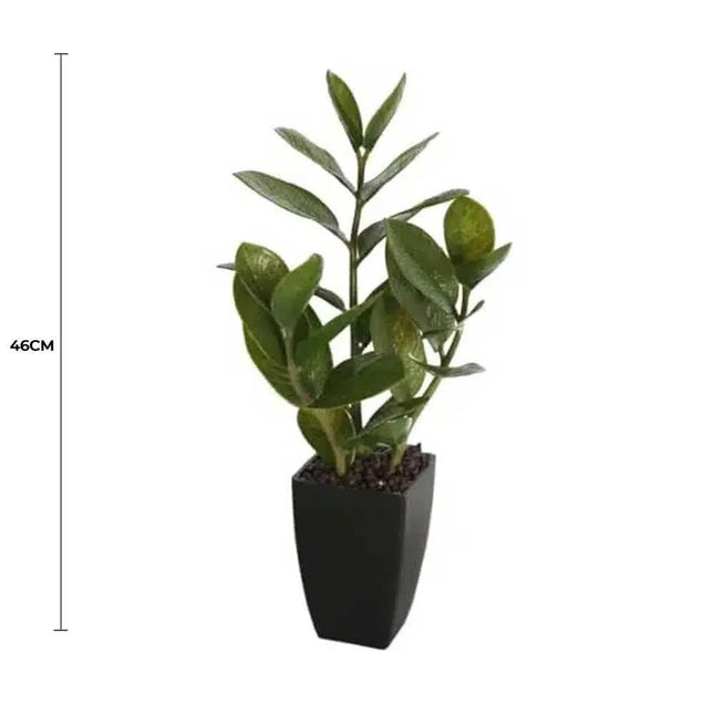 Potted Zanzibar 46cm.