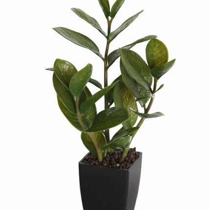 Potted Zanzibar 46cm.