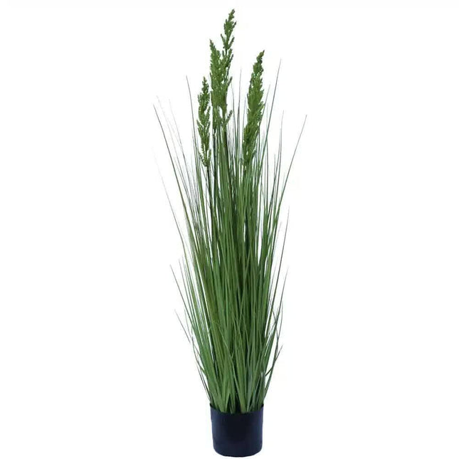 Flowering Native Grass 120cm.