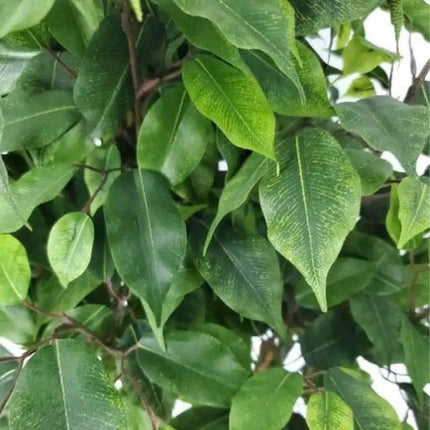 Artificial Potted Ficus Tree 160cm.