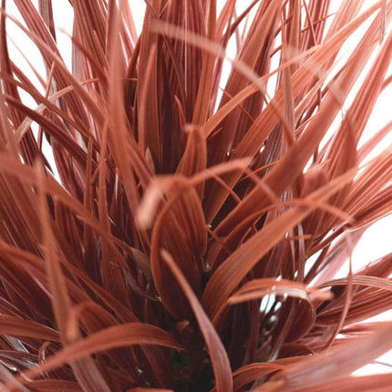 Artificial Ornamental Potted Dense Burgundy Grass UV Resistant 38cm.