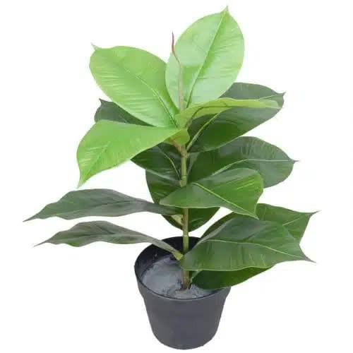 Artificial Potted Rubber Plant 55cm.