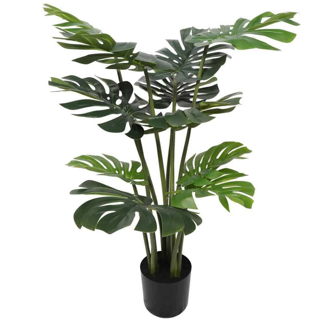 Split Philodendron Monstera Deliciosa (Split Leaf) 120cm.