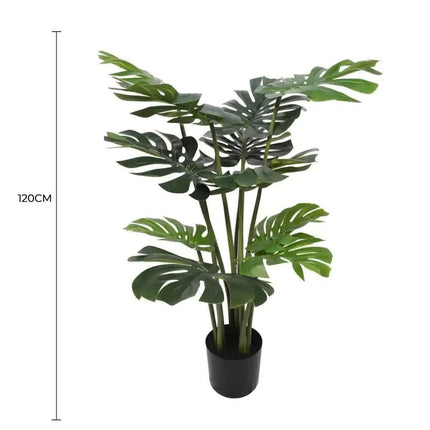 Split Philodendron Monstera Deliciosa (Split Leaf) 120cm.