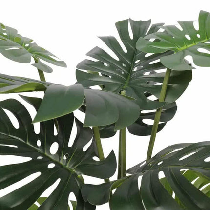 Split Philodendron Monstera Deliciosa (Split Leaf) 120cm.