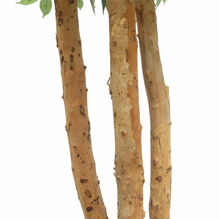 Large Custom Made Ficus Tree 250cm.