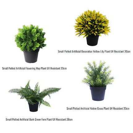 UV Treated 20cm Small Potted Plants Bundle.