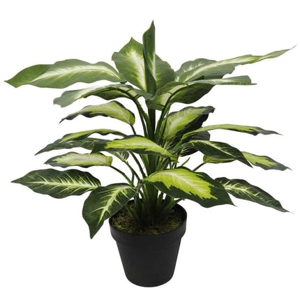 Leopard Lily (Dieffenbachia) with Pot 40cm.