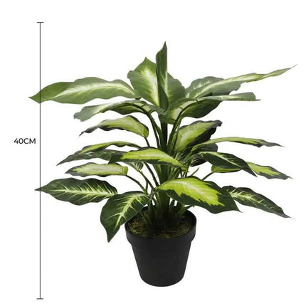 Leopard Lily (Dieffenbachia) with Pot 40cm.