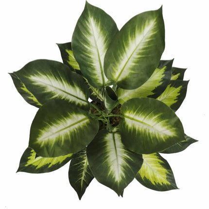 Leopard Lily (Dieffenbachia) with Pot 40cm.