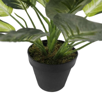 Leopard Lily (Dieffenbachia) with Pot 40cm.