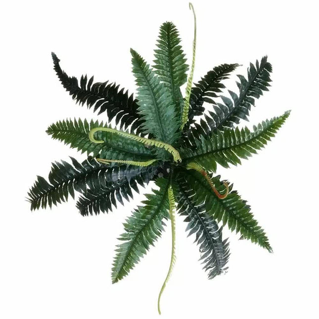 Artificial Dark Green Boston Fern 60cm.