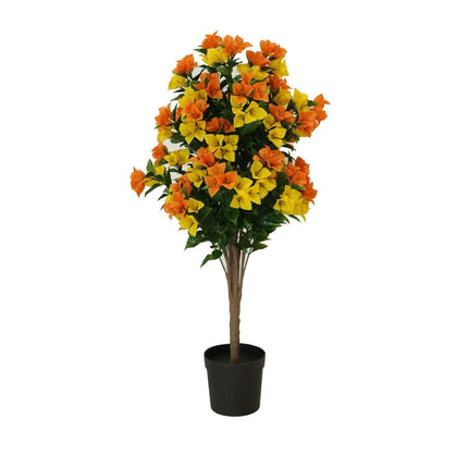 Flowering Yellow and Orange Bougainvillea Tree 90cm UV Resistant.