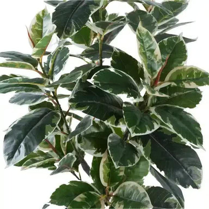 Artificial Bushy Variegated Ficus Tree (Rubber Tree) 120cm.