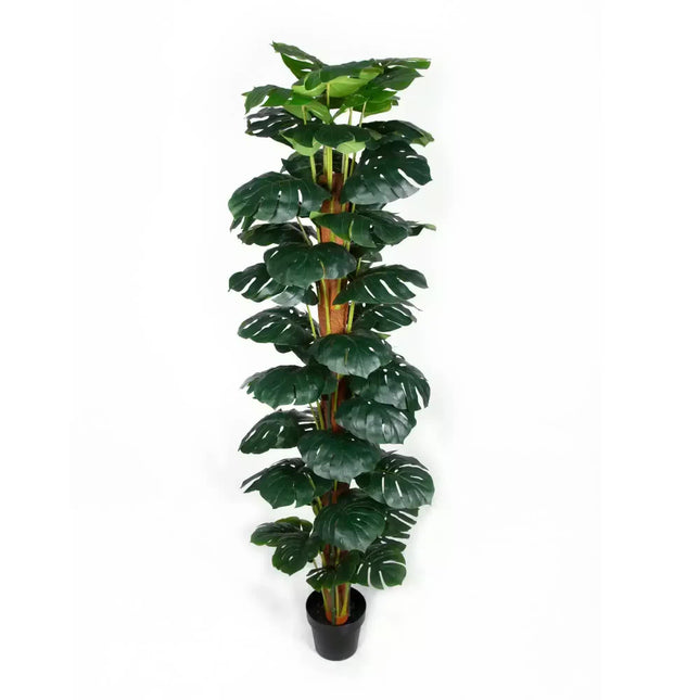 Artificial Monstera Adansonii Money Plant With Decorative Pot 180cm.
