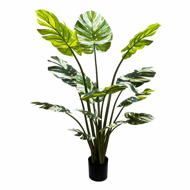 Premium Artificial Potted Monstera Albo 150cm.
