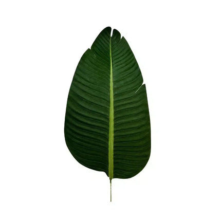 Grand Artificial Potted Travellers Palm (Banana Palm Tree) 180cm.